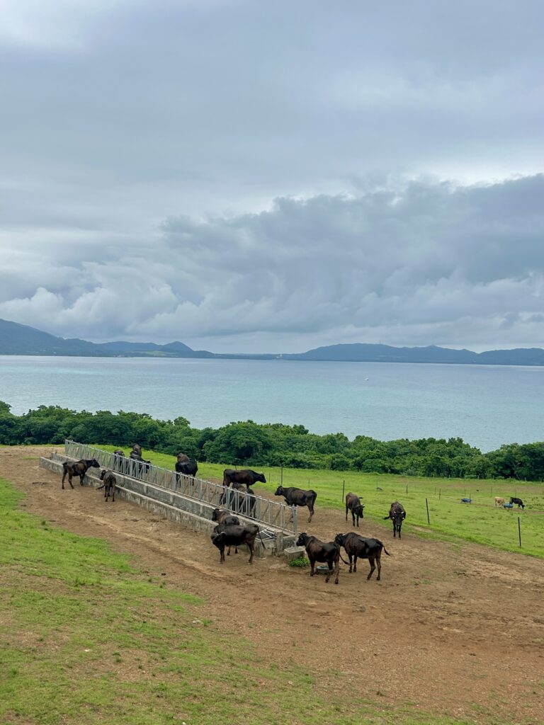 Cows with ocean view and beautiful clouds in the background